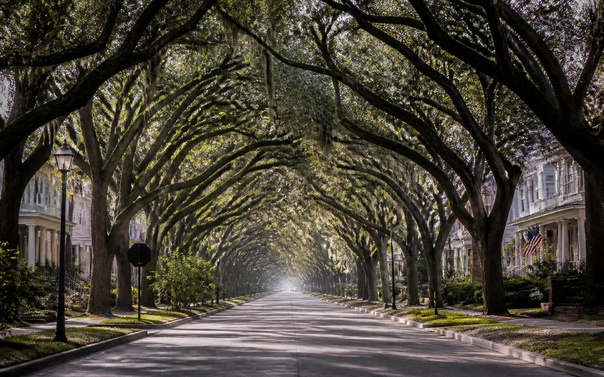 A long residential street beneath an arching oak canopy in Dilworth